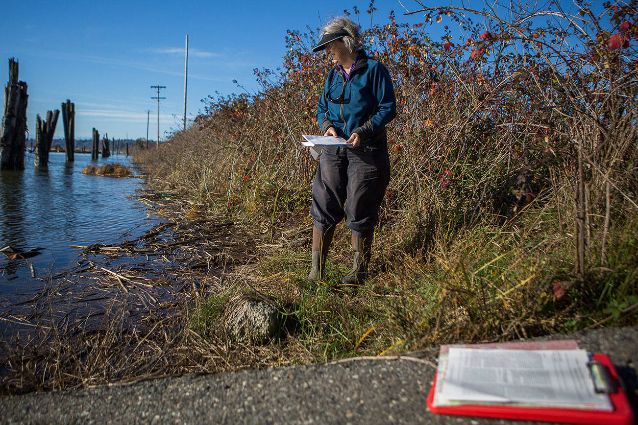 Jody Bourgeois, a University of Washington researcher who specializes in liquefaction, surveys the Snohomish River delta, where land is prone to turn to liquid in a major earthquake. (Olivia Vanni / The Herald)