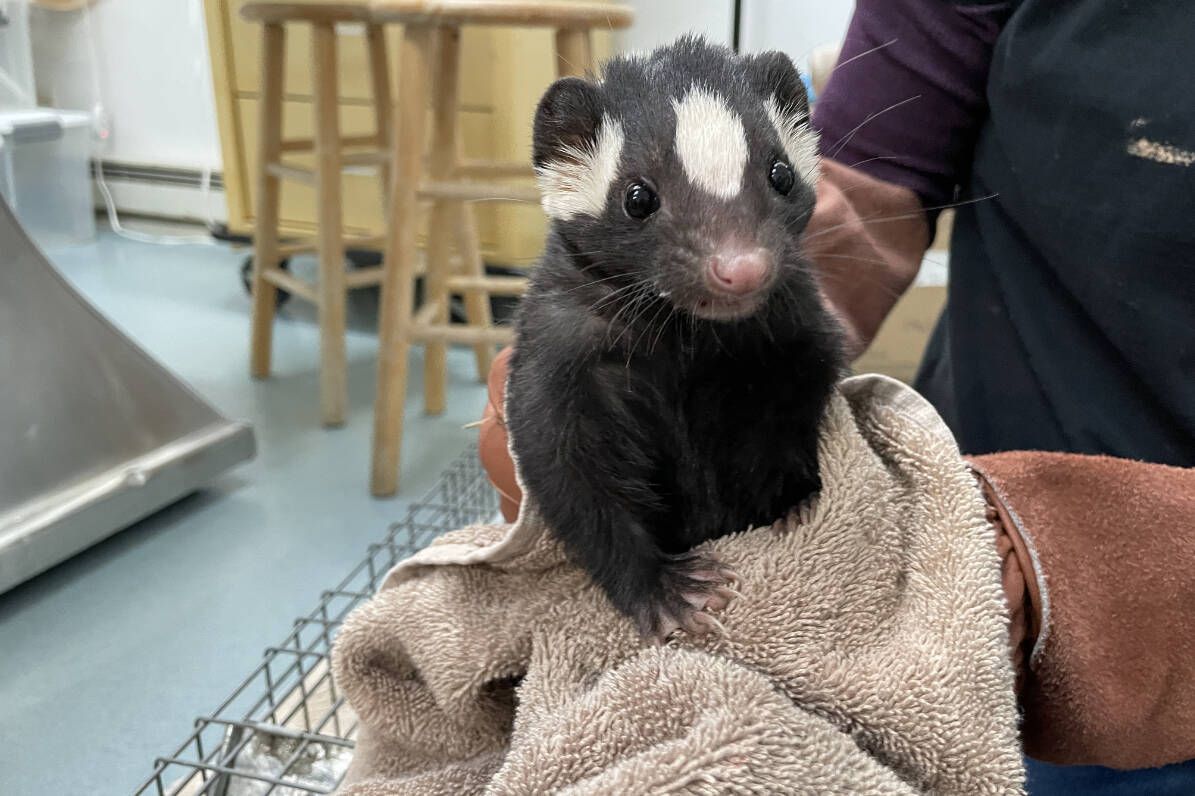 The centre focuses on ensuring independence and encouraging natural development within rehabilitation. Photo courtesy of Sarvey Wildlife Care Center.