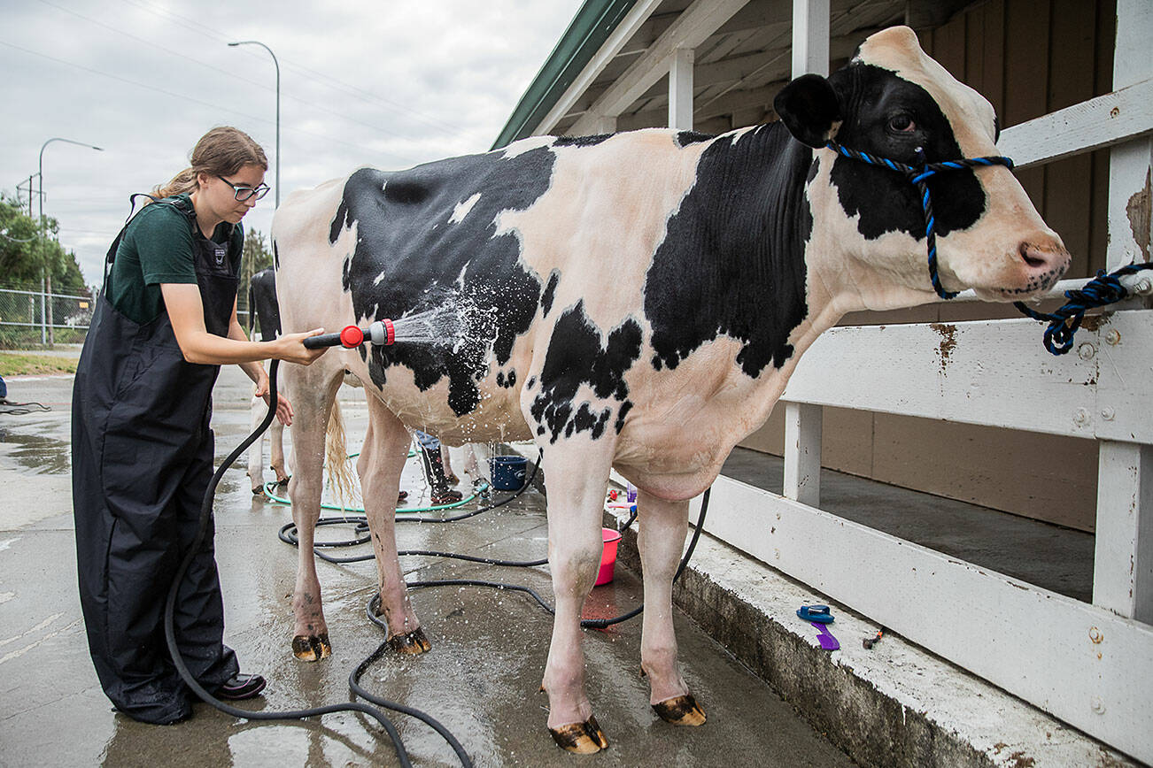 Addison Tubbs, 17, washes her cow Skor during load-in before the start of the Evergreen State Fair on Wednesday, Aug. 21, 2024 in Monroe, Washington. (Olivia Vanni / The Herald)