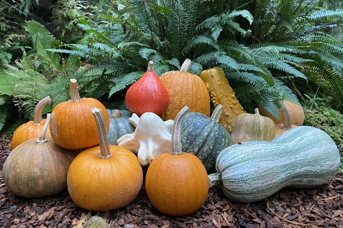 Visit Bloedel Reserve on Bainbridge Island for the annual Squash Hunt Oct. 1 to 31, 2024