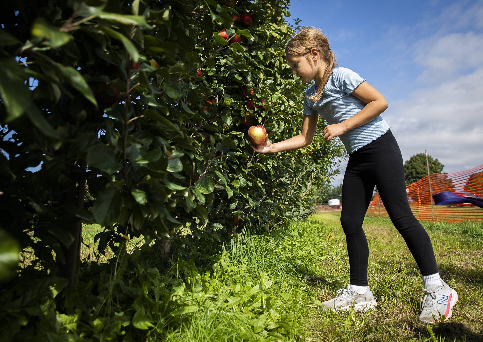 Isabel Barrett, 7, picks apples with her family at Swans Trail Farms on Wednesday, Sept. 18, 2024 in Snohomish, Washington. Swans Trail Farms’ Harvest Festival, which highlights the apple varieties grown on the farm, runs through Oct. 31. (Olivia Vanni / The Herald)