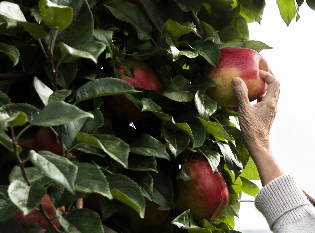 A person picks a 1 pound apple at Swans Trail Farms on Wednesday, Sept. 18, 2024 in Snohomish, Washington. (Olivia Vanni / The Herald)
