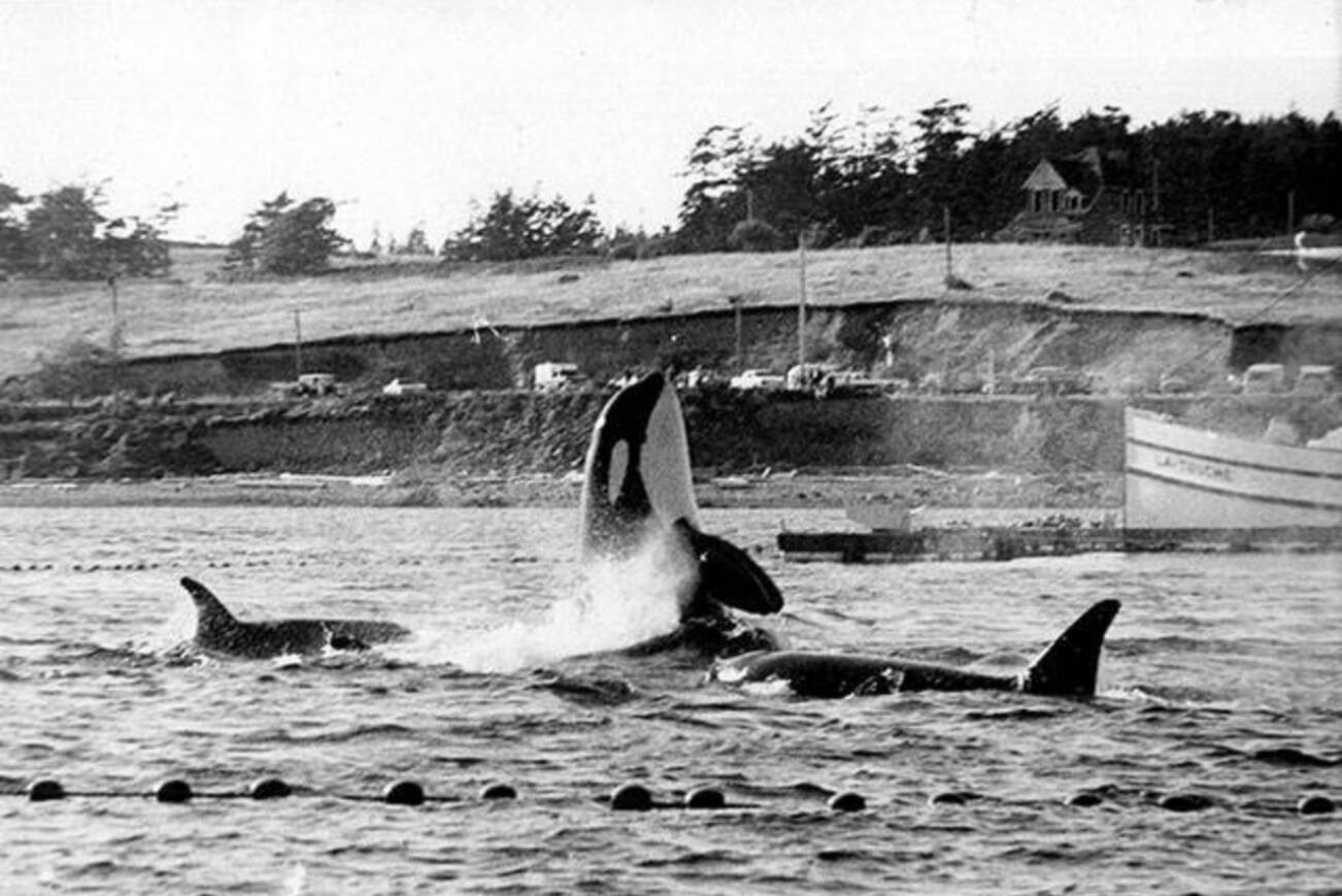 Killer whales not trapped in nets during the 1970 Penn Cove capture stayed near penned kin until the last one was hauled away on a truck. (Wallie Funk/Whidbey News-Times file)