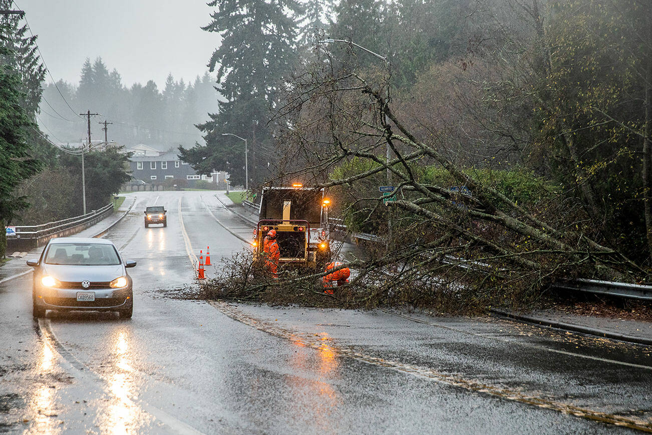 Drivers navigate around a downed tree across Mukilteo Boulevard while crews work to clear the road on Thursday, Dec. 7, 2023 in Everett, Washington. (Olivia Vanni / The Herald)