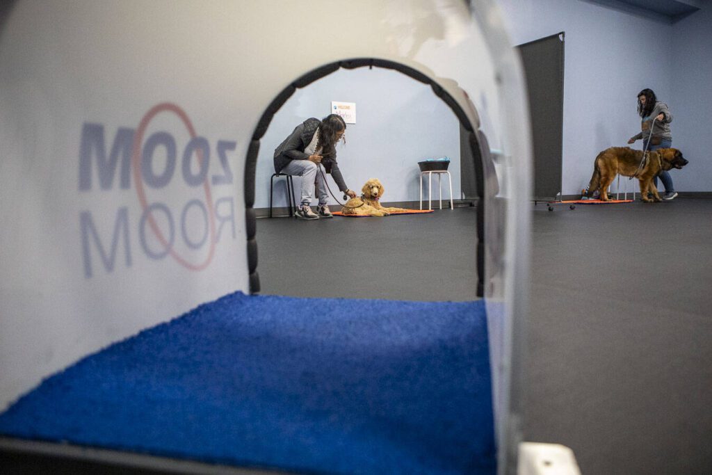 Neetha Hsu practices a command with Marley, left, and Andie Holsten practices with Oshie, right, during a puppy training class at the Everett Zoom Room in Everett, Washington on Wednesday, July 3, 2024. (Annie Barker / The Herald)
