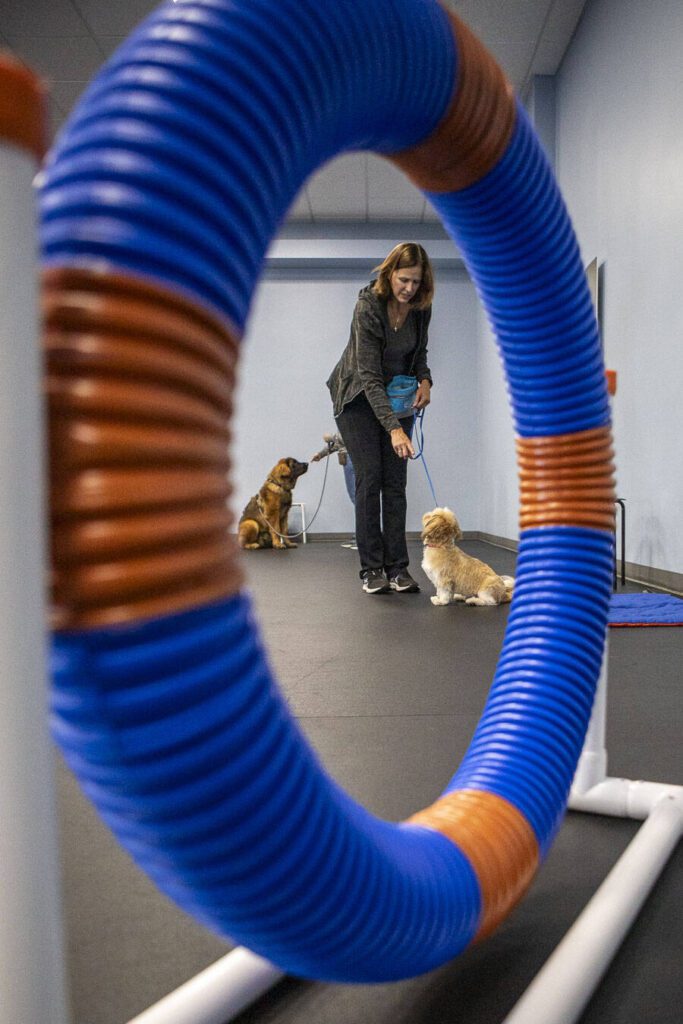 Heidi Martinson practices commands with Sheldon during a puppy training class at the Everett Zoom Room in Everett, Washington on Wednesday, July 3, 2024. (Annie Barker / The Herald)
